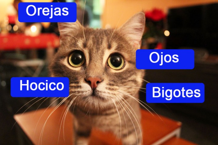 C Mo Es El Cuerpo De Un Gato Parte De Cosas De Gatos