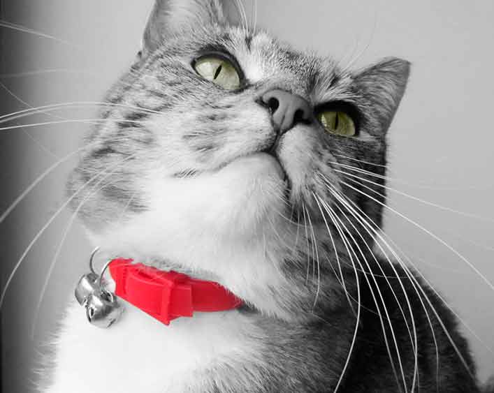Este collar Bluetooth te permite saber por dónde anda tu gato - LA
