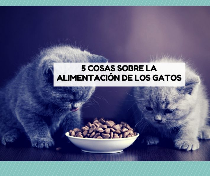 Alimentacion Del Gato Archives Cosas De Gatos 3960