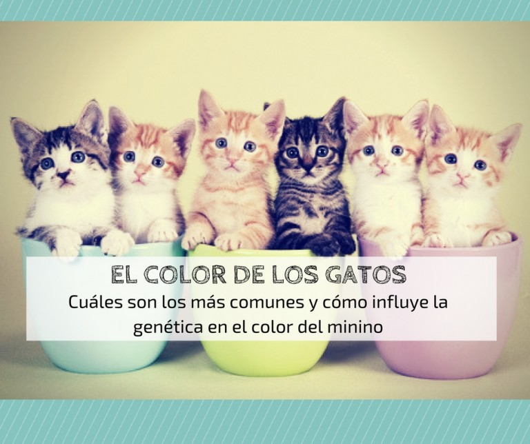 El color de los gatos, pura genética felina | Cosas de Gatos