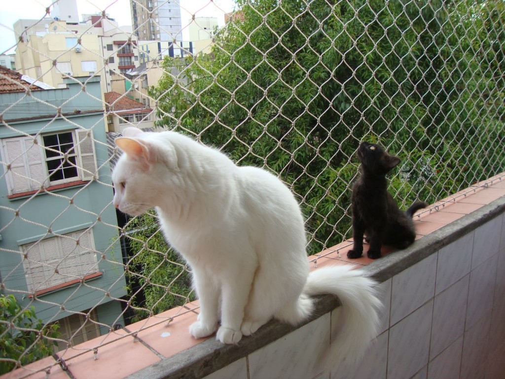 Redes de protección para gatos en balcones, ventanas y terrazas