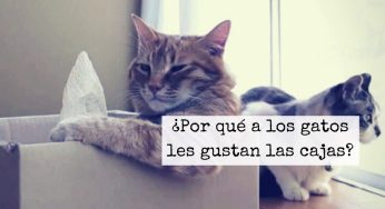 ¿Por qué a los gatos les gustan las cajas?