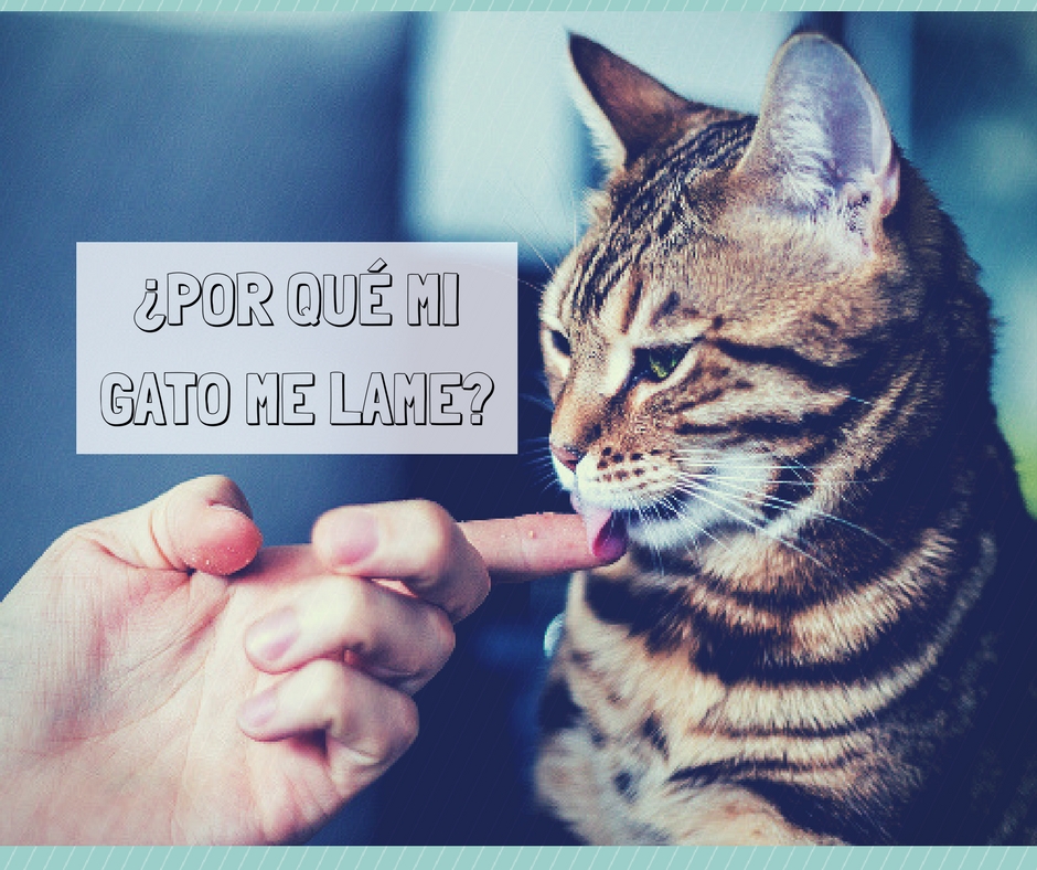 Por qué mi gato me lame? | Cosas de Gatos
