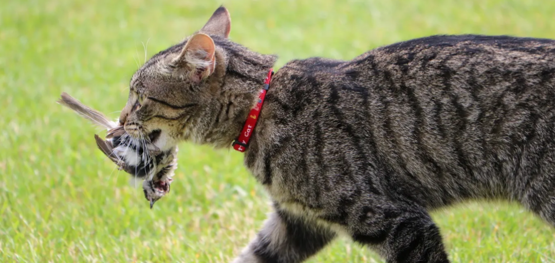 porque gatos cazan