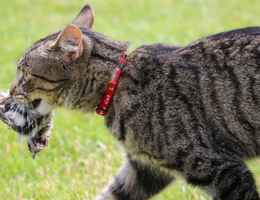 porque gatos cazan