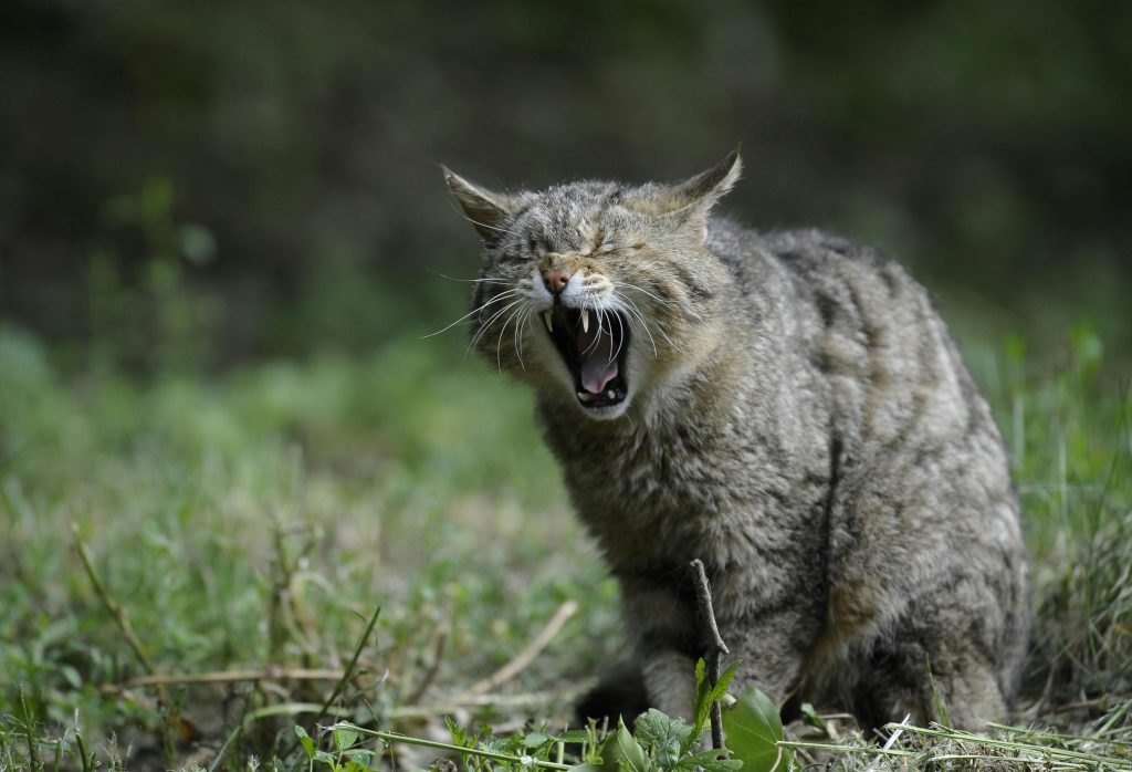 Gato silbando o gruñiendo está pidiendo espacio