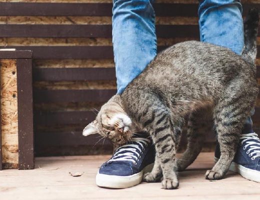 Por qué el gato se frota contra mí o contra muebles