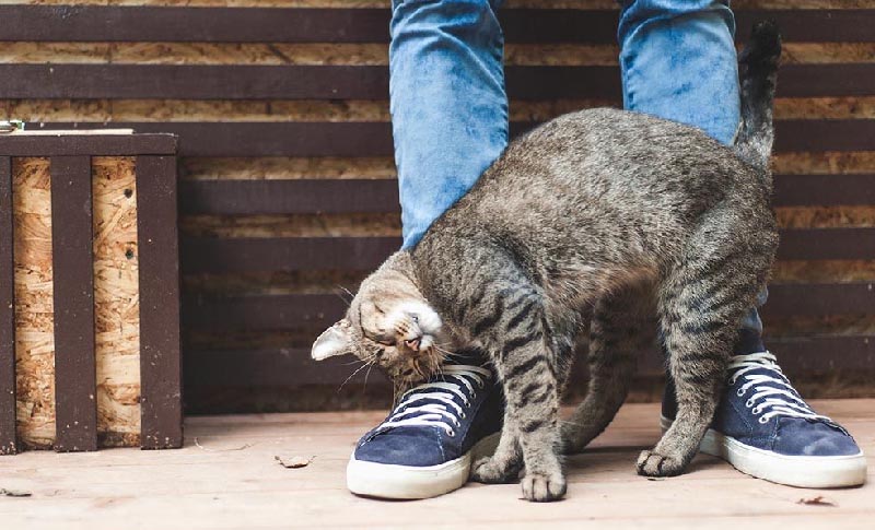 Por qué el gato se frota contra mí o contra muebles