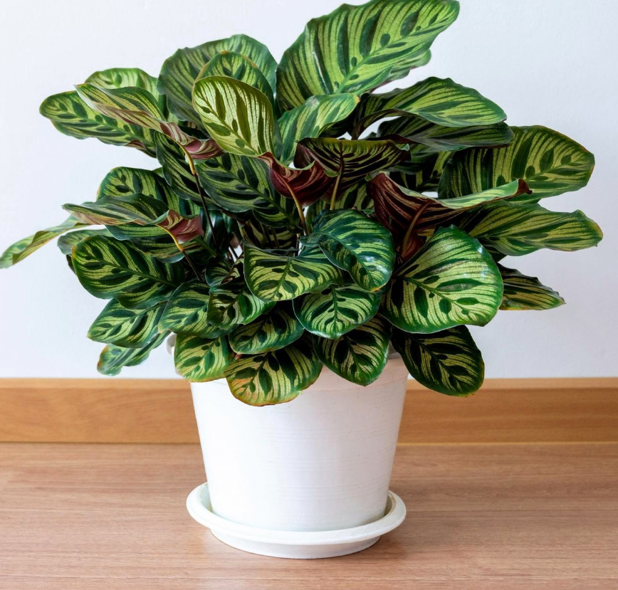 plantas no toxicas gatos calathea