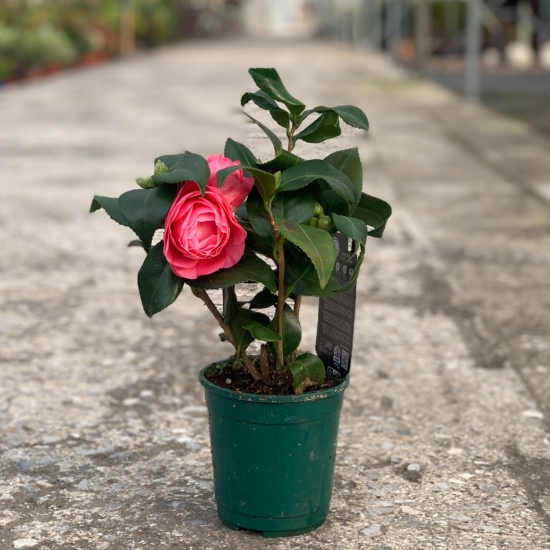 plantas no toxicas gatos camelia