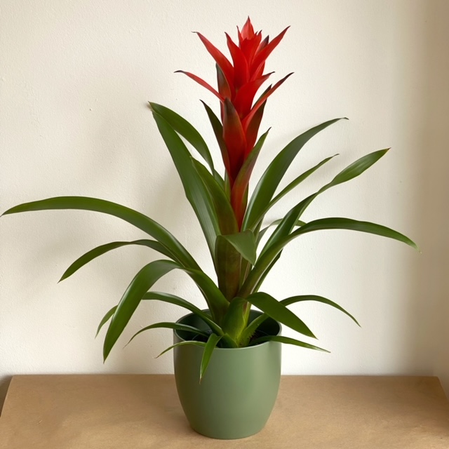 plantas no toxicas gatos guzmania